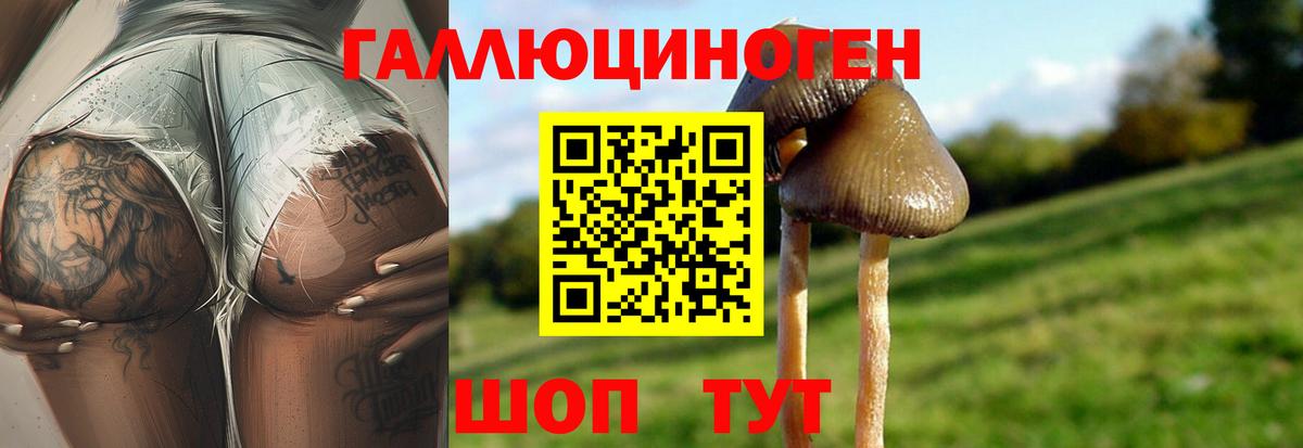 закладка  Галлюциногенные грибы Psilocybe  Каменск-Шахтинский  Вход с VPN  Псилоцибиновые грибы мухоморы 